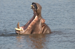 Bath time