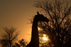 African sunrise