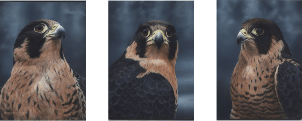 Anatum Peregrine Falcon