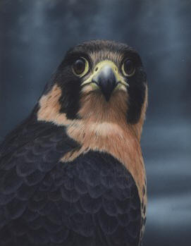 Anatum Peregrine Falcon II