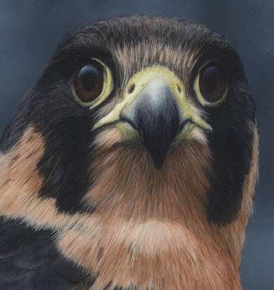 Detail of "Anatum Peregrine Falcon II"