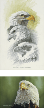 Bald Eagle Diptych