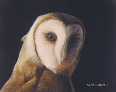 Barn Owl