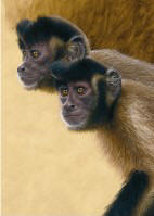 Capuchin Monkeys Study