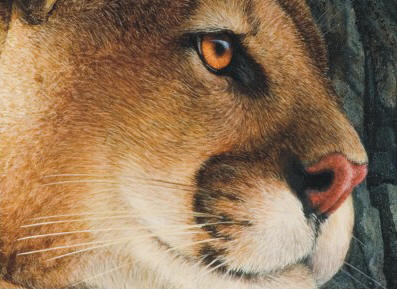 Detail of "Cougar on Rock Ledge"