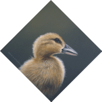 Duckling I