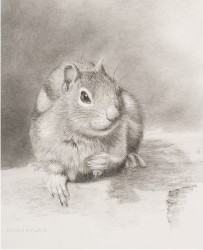 Golden-Mantled Ground Squirrel Preliminary Sketch