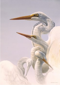 Great Egret