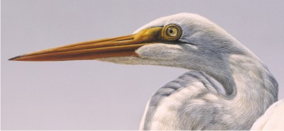 Detail of "Great Egret"