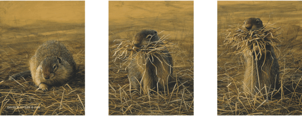 Ground Squirrel Study