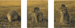 Ground Squirrel Study