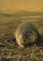 Ground Squirrel Study