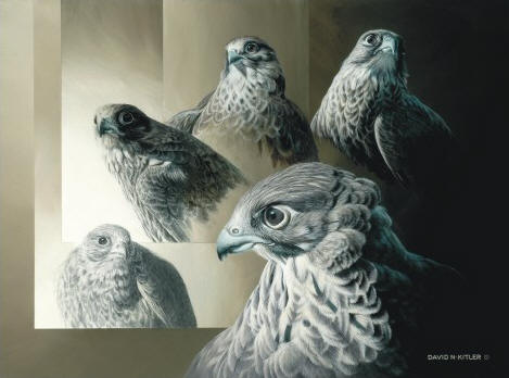 Gyrfalcon - Five Poses