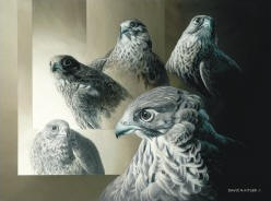 Gyrfalcon - Five Poses