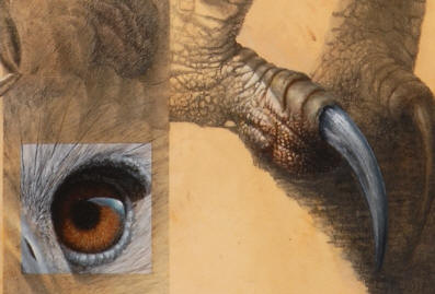 Detail of "Harpy Eagle Montage"