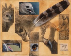 Harpy Eagle Montage