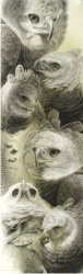 Harpy Eagle - Portraits