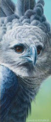 Harpy Eagle Study