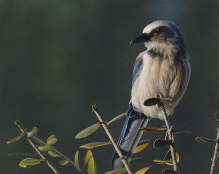 In the Heat of Winter (Scrub Jay)