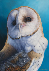 Larger than Life - Barn Owl