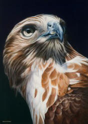 Larger than Life - Red-Tailed Hawk