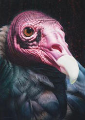 Larger than Life - Turkey Vulture