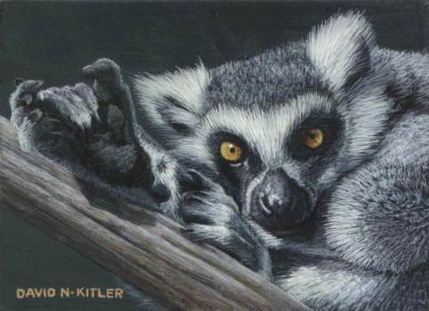 Lemur Miniature