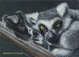 Lemur Miniature