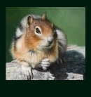 Golden-Mantled Ground Squirrel