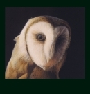 Barn Owl