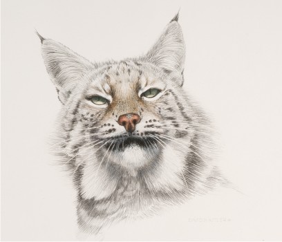 Lynx II Preliminary Sketch