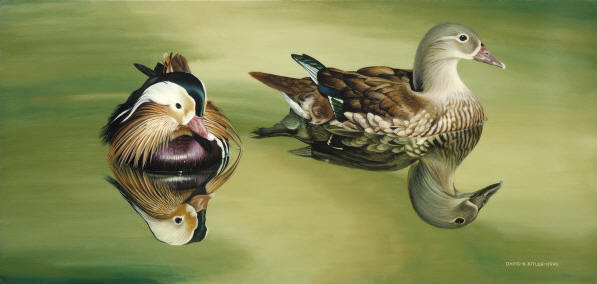 Mandarin Ducks