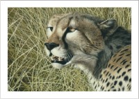 Masai Mara Hunter - Cheetah
