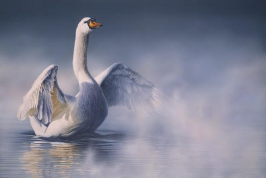 Mute Swan