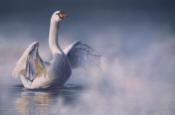 Mute Swan