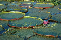 Amazon water lillies