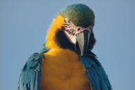 Blue & Gold Macaw