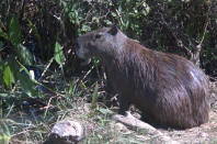 Capybara in the Pantanal