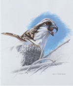 Osprey Juvenile Preliminary Sketch