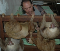 Orphaned two-toed sloths rescued by Jessica Rosas
