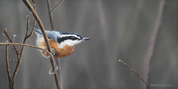 Nuthatch I