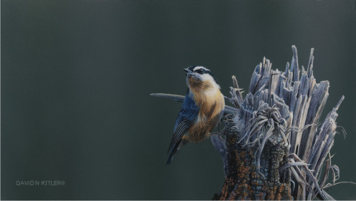 Nuthatch III