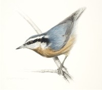 Nuthatch II Preliminary Sketch