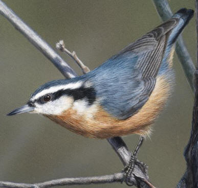 Detail of "Nuthatch II"