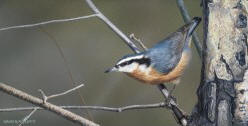 Nuthatch II