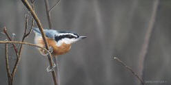 Nuthatch I