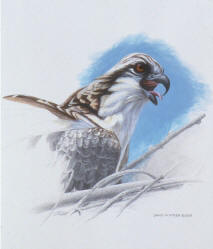 Osprey Juvenile Preliminary Sketch