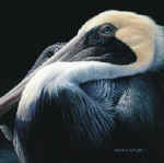 Pelican Up Close