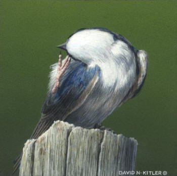 Posing Tree Swallow I