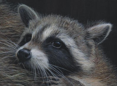 Detail of "Racoons (Young) Diptych"